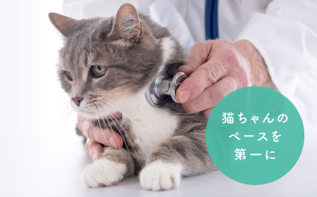 猫ちゃんのペースを第一に