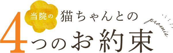 当院の猫ちゃんとの４つのお約束