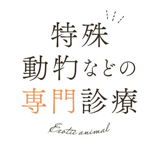 特殊動物などの専門診療