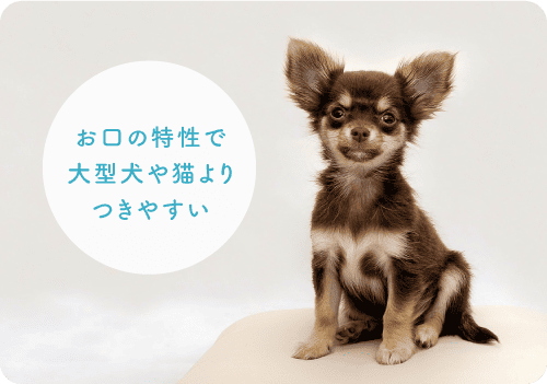 お口の特性で大型犬や猫よりつきやすい