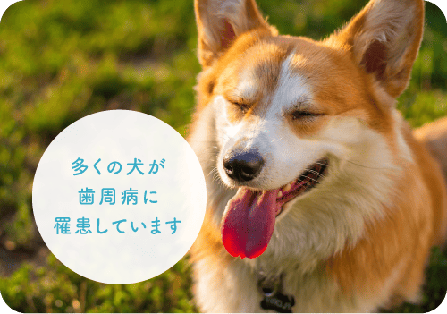 多くの犬が歯周病に罹患しています