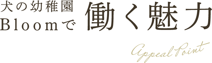 犬の幼稚園Bloomで働く魅力