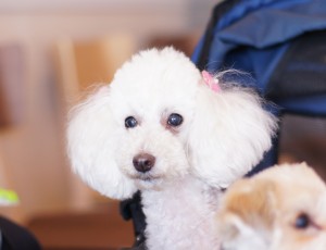 楚々とした美人さん♪鈴蘭ちゃん