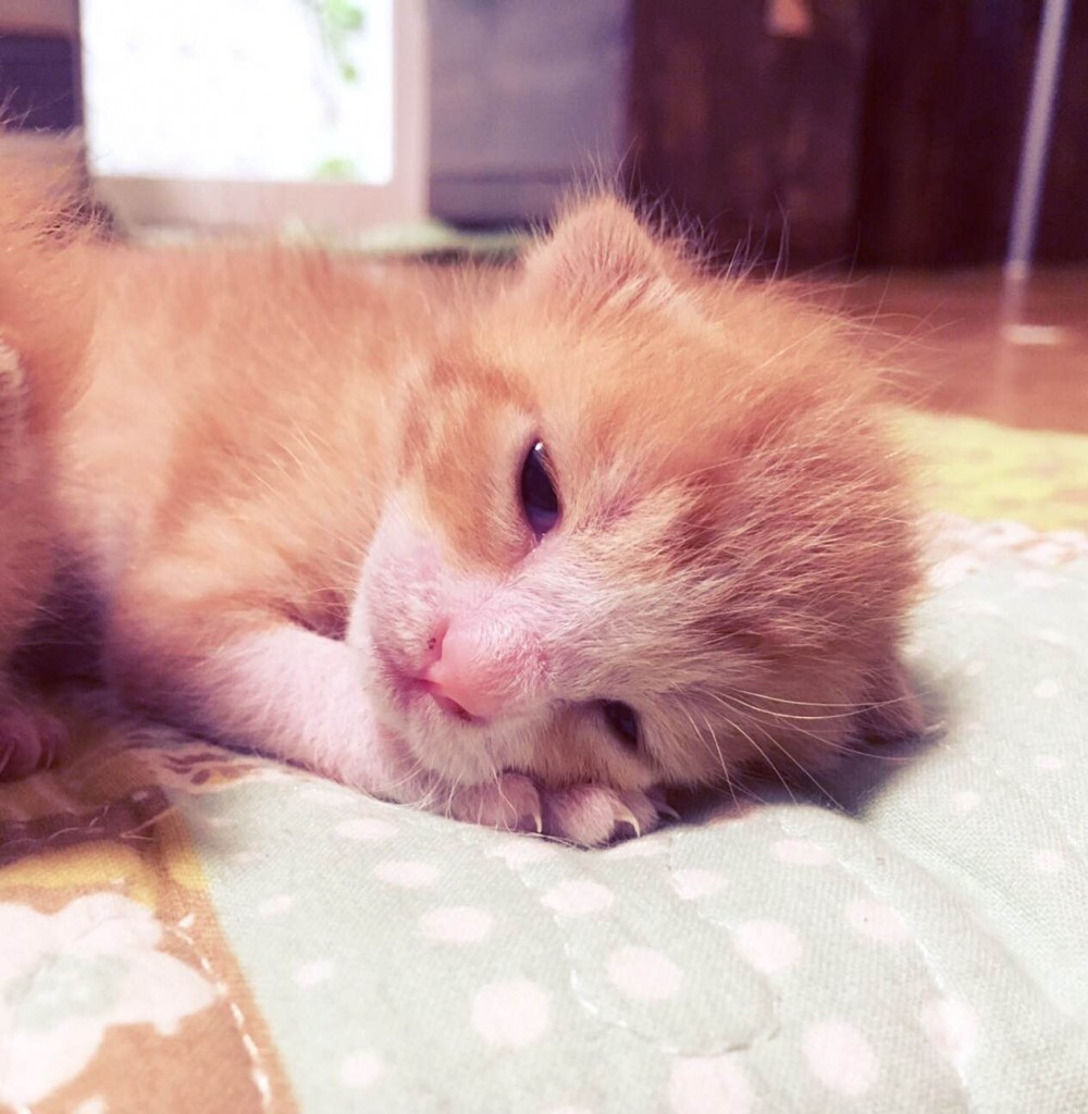 子猫ちゃん