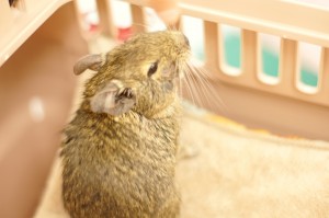 デグーのぽんたくん