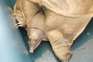すっぽんのスージーちゃん