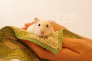 おめめが可愛いジャンガリアンハムスターのゆずちゃん💕