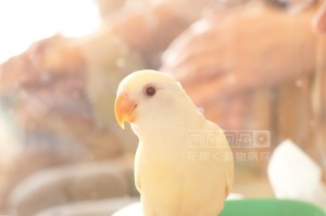 コザクラインコのたまちゃんです💕