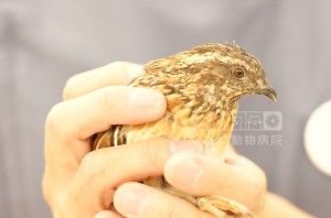 うずらのひじきくんです💕