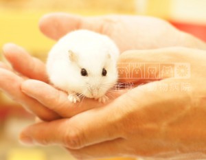ジャンガリアンハムスターのしろくん、ふわふわ〜☺️