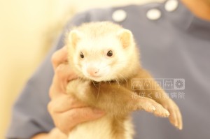 フェレットのマロンくん