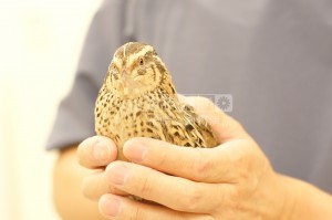 キリッと美人顔、うずらのうーちゃんです❗️
