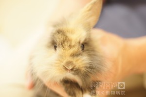 アロマちゃん、ふわっふわのうさぎさんです❤︎