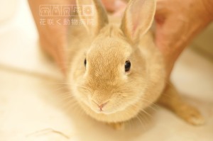 ネザーランドドワーフのもふちゃん、その名の通り、もふもふです☺️