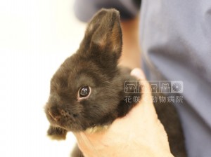 通くん。綺麗な黒いネザーランドドワーフさんです。