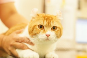 アメリカンカールのはるくん、6児のパパですよ❗️