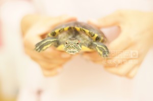 ミシシッピーアカミミガメ(ミドリガメ)の亀太郎くん、かわいい真正面顔💕