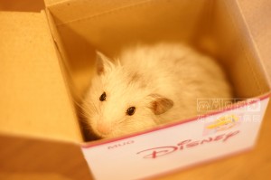 長毛ゴールデンハムスターのふぅくん