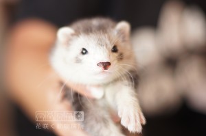 フェレットのココアちゃん