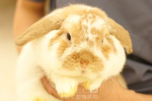 ふわふわの天空星くん、お名前とても綺麗ですね❗️
