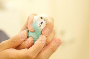 セキセイインコのピノ子ちゃんです🎶