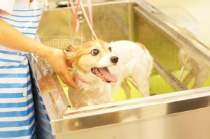 シャンプーに来てくれたコーギー×パピヨンのうららちゃんです✨