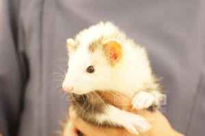 フェレットのカノンちゃん
