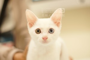 シャルちゃん、左右の目の色がとても綺麗✨