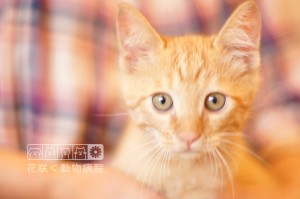 ランディ・メッセンジャーくん、4月に生まれた子猫ちゃんです