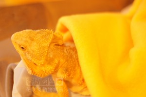 フトアゴヒゲトカゲのリュウくんです。かっこいい😆