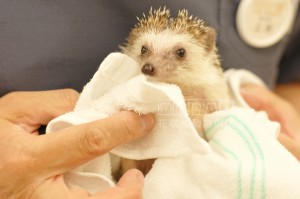 ハリネズミのはーくんです💕