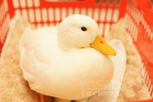 コールダックのカグヤくん。コールダックは世界一小さいアヒルと言われています❗️