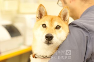 キリッと美しい和顔のイケメン、柴犬の鏡ノ介（きょうのすけ）くん✨