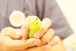 セキセイインコのほっぺちゃん💕