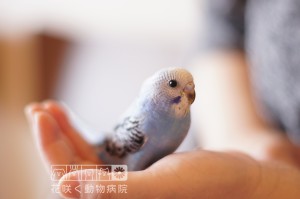 涼しげなカラー。セキセイインコの立夏ちゃん