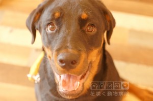 人懐っこい笑顔がかわいいロットワイラーのピノちゃん、7ヶ月です☺️