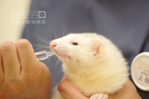 フェレットの「お嬢」ちゃん