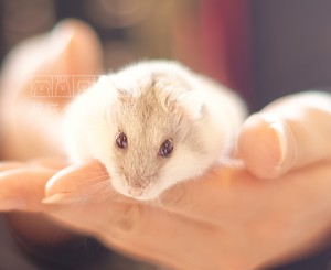 ジャンガリアンハムスターの総ちゃん