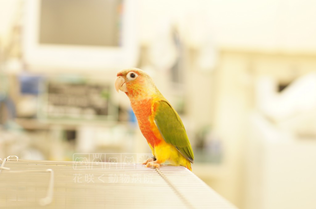 ホオミドリアカオウロコインコの花ちゃん