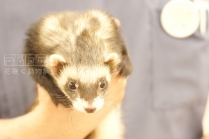 フェレットのクウちゃん