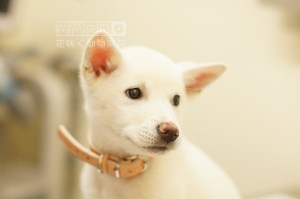 ナズナちゃんはまだ3ヶ月。あどけない表情ですね☺️