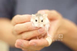 ロボロフスキーハムスターのトト丸くん