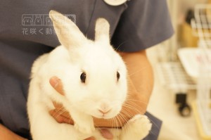 白くてふわっふわ！