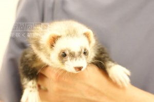 レオンくん