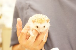 ハリネズミのもぐみちゃん