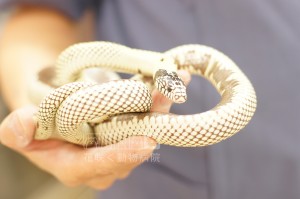 カリフォルニアキングスネークの絆ちゃん