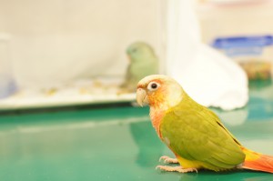 ホオミドリアカオウロコインコ