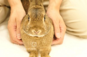 うさぎのみたらしくん