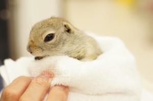 リチャードソンジリスのおーじろうちゃん