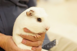 モルモットのミルキーくん